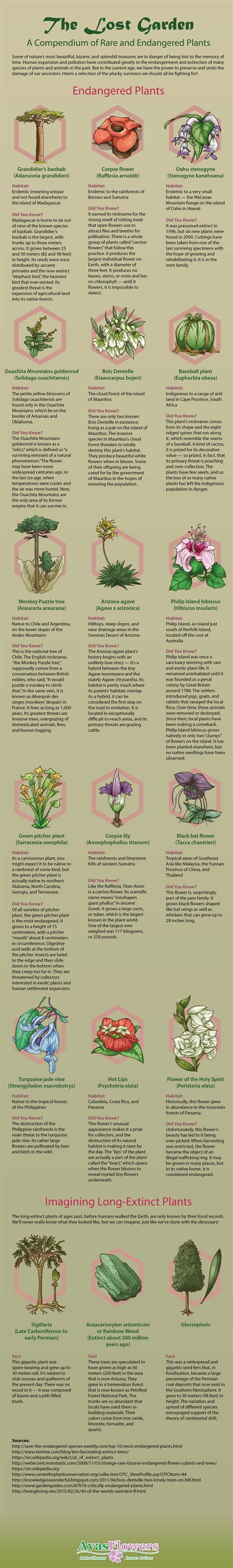 Extinct Rare And Endangered Plants From Around The World And