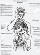 Pictures of Physical Effects Of Marijuana On The Body