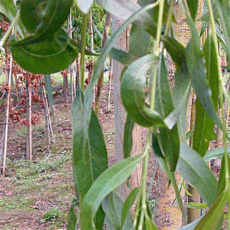 Cet arbre commun dans les régions tempérées est souvent cultivé en forme de « têtard » pour la production d'osier. SALIX x sepulcralis 'Chrysocoma' - Saule pleureur doré ...