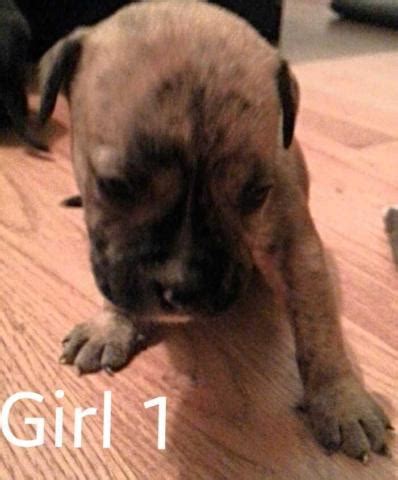 We have two adorable toy pomeranian puppies for sale. *Beautiful Tiger Brindle Pitbull puppies* for Sale in ...