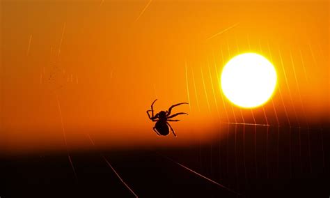 Spider Web Sun Orange Sky Desktop Hd Wallpaper