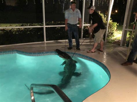 An 11 Foot Alligator In Busted Through The Screened Porch Of A Florida