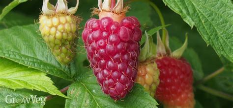 Growing Raspberries From Planting To Harvest
