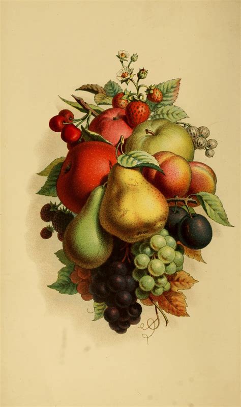 Vintage Ephemera Lithograph Assorted Fruit 1875