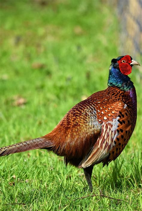 A Beautiful Common Pheasant About Wild Animals