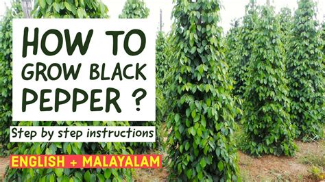 How To Grow Black Pepper Step By Step Instructions English Malayalam Audio Pepperhub