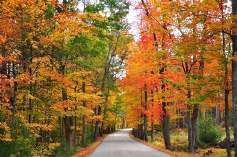 Click for an answer key for the work sheet. Fall Foliage | Kimberly Vardeman | Flickr