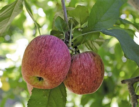 Find great deals on used fruit trees for sale in south africa. A look at the South African Apple industry | Farmer's Weekly