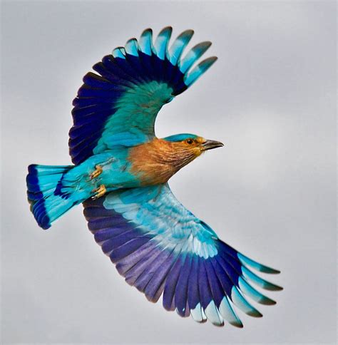 Indian Roller In Flight Indian Roller Beautiful Birds Pet Birds