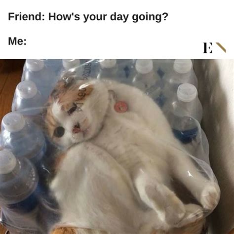 10 Funny Animal Memes That Will Definitely Brighten Up Your Day