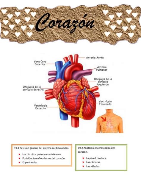 Corazon Corazón Cardiología Udocz