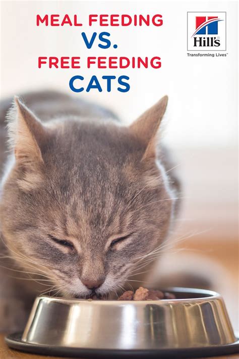 3 Cat Feeding Methods Pros And Cons Of Each Hills Pet Cat
