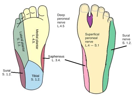 Clinical Reflexology Feet 101 Essential Health Basics That You Need