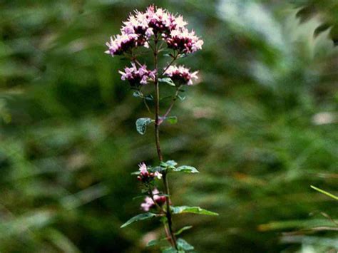Pure Oregano Essential Oil 1
