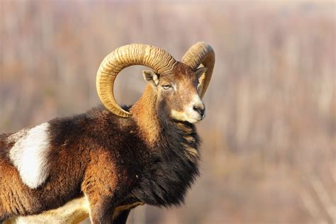 Mouflon Sheep European Wild Boar Hunt