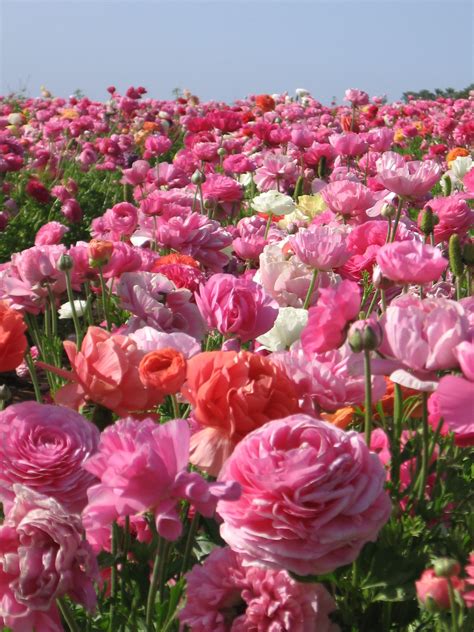 Ranunculus Field In Carlsbad Ca Flower Farm Amazing