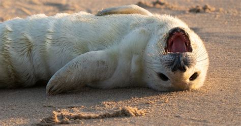 Adorable Photos Show First Grey Seal Pup Of The Season Born A Short