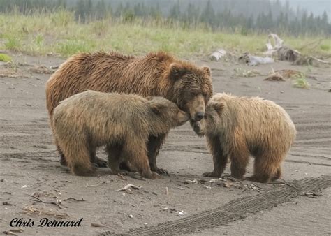 Wildlife Photo Of The Day Mama Bear And Her Cubs