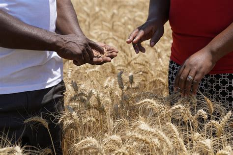 Wheat Shortage Plicker Guide Health Helpers Faq