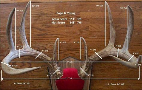 How To Score A Whitetail Deer Easpark