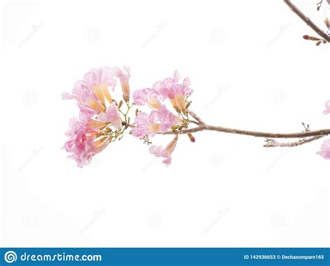 Pink Flower And Tree Branch Isolated On White Background Stock Image