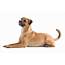 Mutt Dog Breed Information Pictures Characteristics & Facts  Dogtime