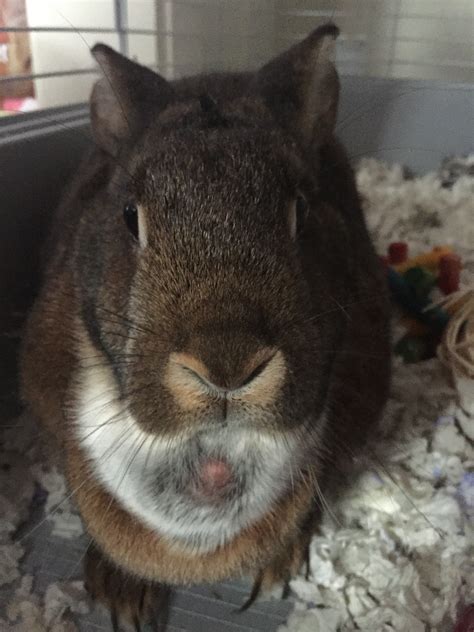My Bunny Has A Large Lump On Her Neck With What Looks Like A Baldpink