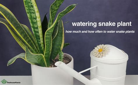 Secrets Of Watering A Snake Plant How Often To Water Snake Plant