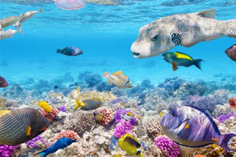 Moving Underwater Wallpapers Top Free Moving Underwater Backgrounds