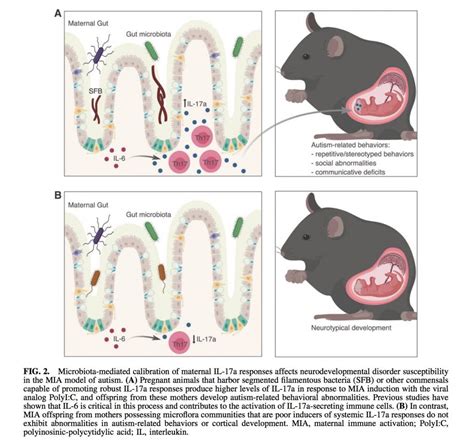 Segmented Filamentous Bacteria Sfb The Gut Club