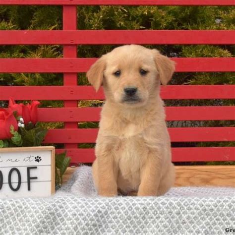 Golden Labrador Puppies For Sale Greenfield Puppies