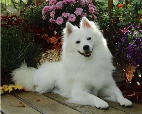 American Eskimo Dog Breed Info And Care Toy Miniature And Standard