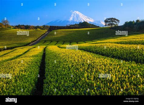 Japanese Green Tea Plantation And Mt Fuji Shizuoka Japan Stock Photo