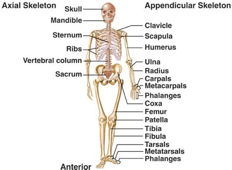 Common problems & solutions *. The Skeletal System
