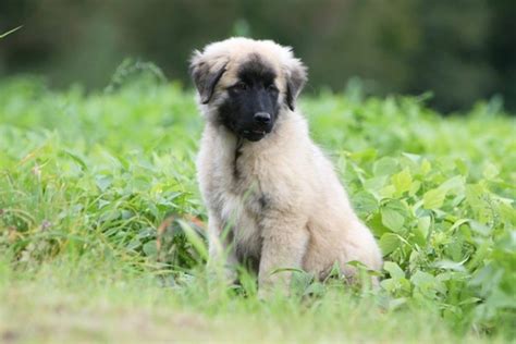 Estrela Mountain Dog Dogs Breed Facts Information And Advice