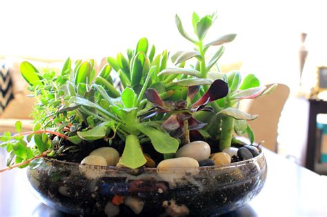 Although the idea is to put a pot and succulent, you can advance it to be a terrarium instead. Cup Half Full: Succulent Terrarium DIY