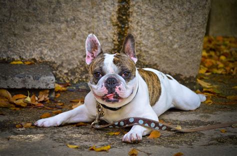 French Bulldog Dog Breed Information Pictures And More