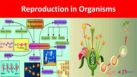 Ncert Solution Class 12th Biology Chapter 1 Reproduction In Organisms