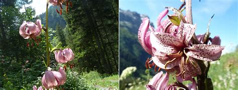 Alpine Flowers A Mountain Walkers Guide