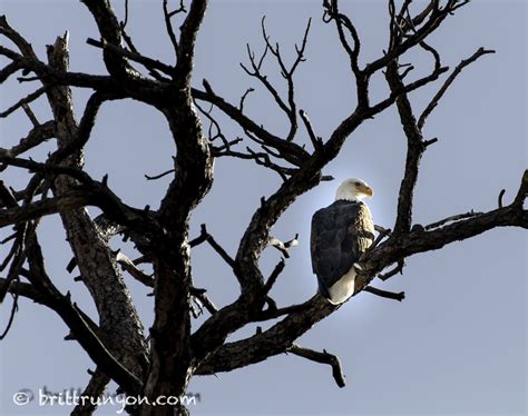 These Wintering Bald Eagles Are Spirit Of The Skies In The Rio Grande