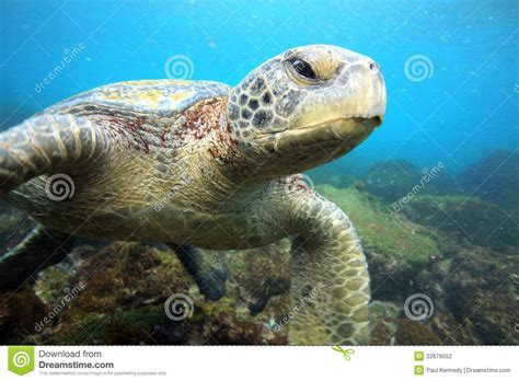 Sea Turtle Resting Underwater Stock Photography Image