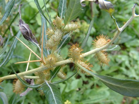 In north carolina it is never seeded alone but always mixed with other grasses such as kentucky bluegrass. Spiny Cocklebur (Invasive Exotic Plants of North Carolina ...