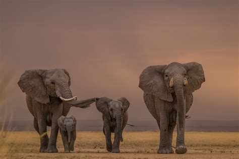 Safari Animals The Story Of Elephants And The Best Places To See Them