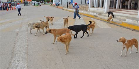 Alerta Por Jauría De Perros Callejeros En El Centro