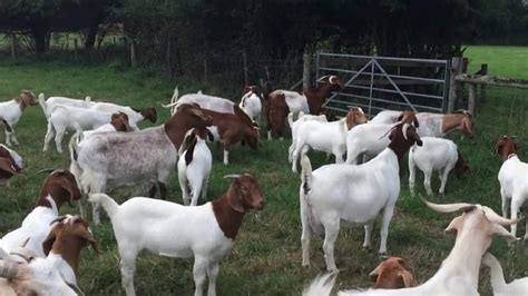 Raising Goats For Meat Ultimate Guide To Meat Goat Farming