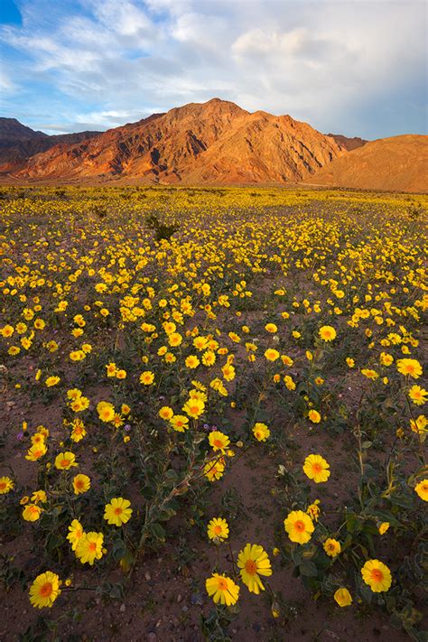 Death Valley Wildflower Update Prelude To A Super Bloom — Nature