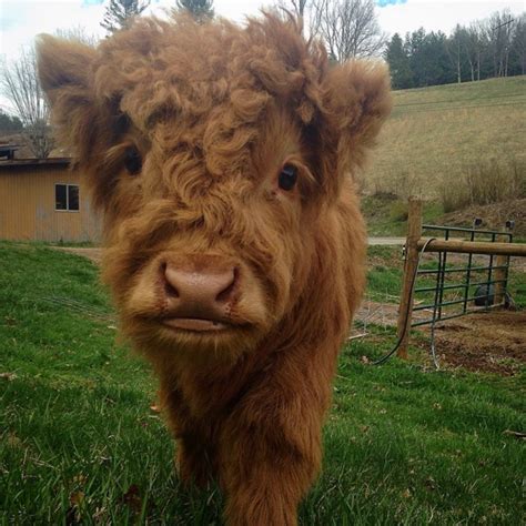 Pin On Scottish Highland Cow