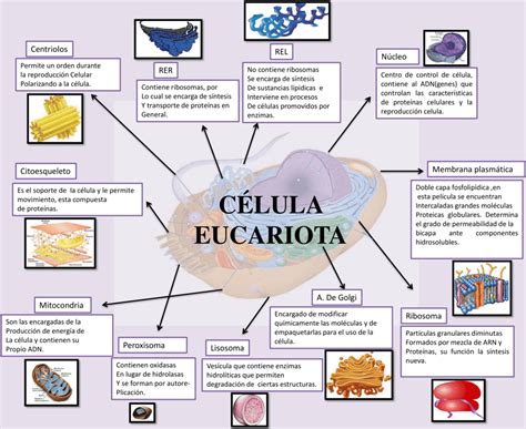 Mapas Conceptuales De La Célula Eucariota 【descargar】