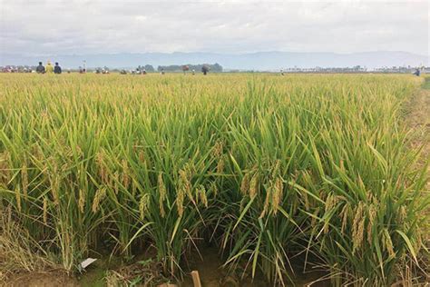 Chinas Super Hybrid Rice Output Sets New World Record