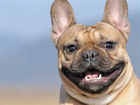 10 Tips For A Happy Healthy Dog Saga